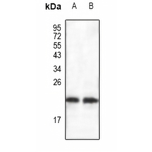 BAX Rabbit Polyclonal Antibody