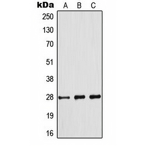 BCL2 (Phospho-S70) Rabbit Polyclonal Antibody