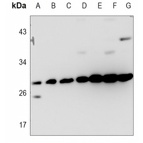 BCLW Rabbit Polyclonal Antibody
