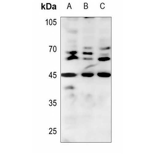 BMP8B Rabbit Polyclonal Antibody