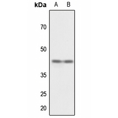 CD147 Rabbit Polyclonal Antibody