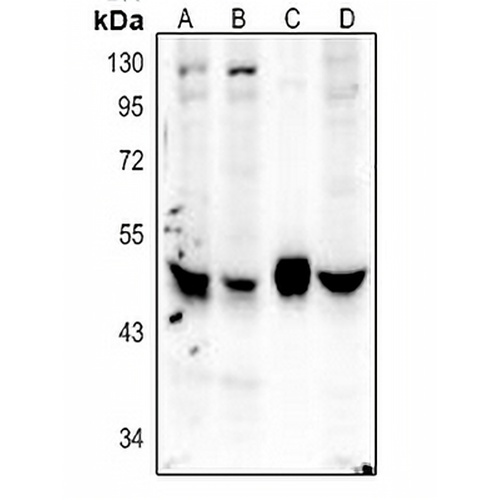 Caspase 4 Rabbit Polyclonal Antibody