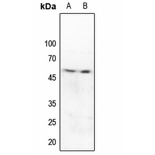 Caspase 9 Rabbit Polyclonal Antibody