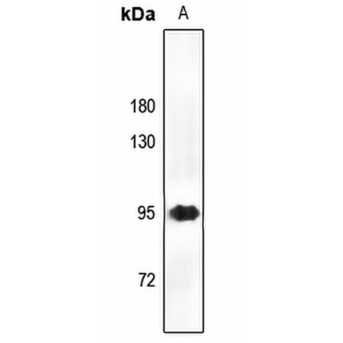 CD44 Rabbit Polyclonal Antibody