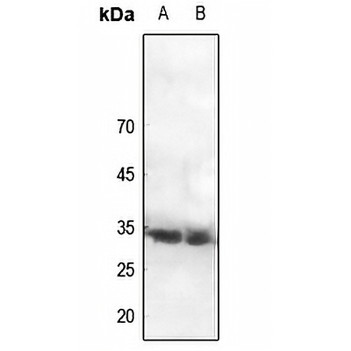 CDC2 (Phospho-Y15) Rabbit Polyclonal Antibody