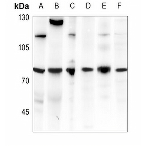 CDC25C Rabbit Polyclonal Antibody