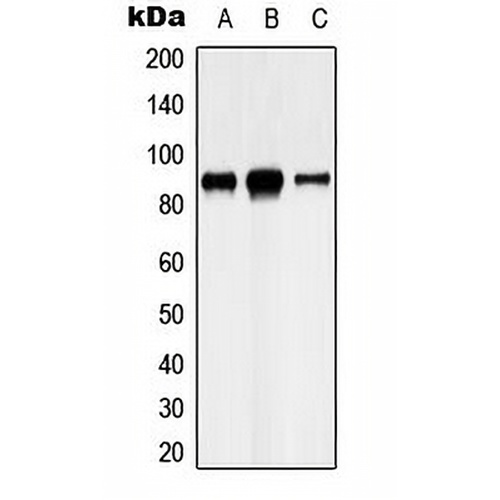 Cadherin 8 Rabbit Polyclonal Antibody