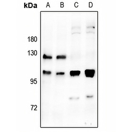 M Cadherin Rabbit Polyclonal Antibody