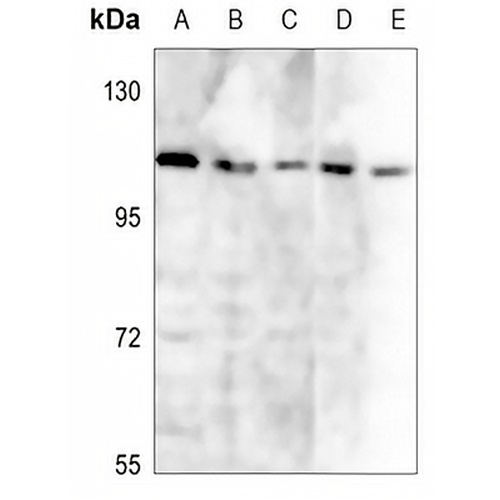 LI Cadherin Rabbit Polyclonal Antibody