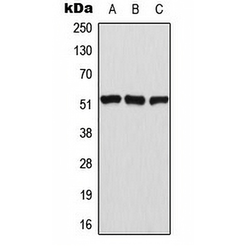 ATF2 (Phospho-T69) Rabbit Polyclonal Antibody