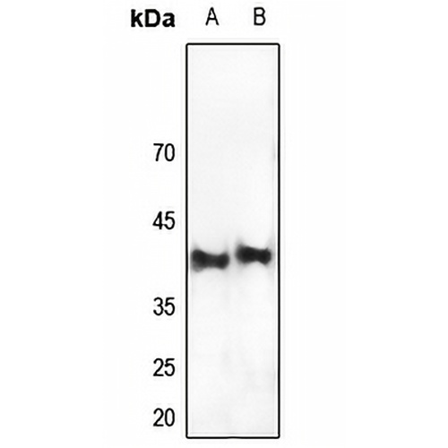 CRK Rabbit Polyclonal Antibody