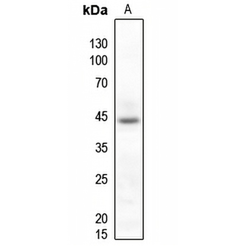 p38 Rabbit Polyclonal Antibody