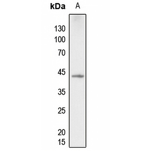 p38 (Phospho-T180) Rabbit Polyclonal Antibody