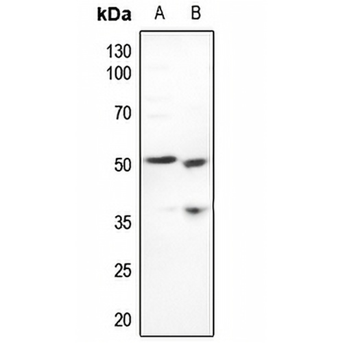 CstF-50 Rabbit Polyclonal Antibody