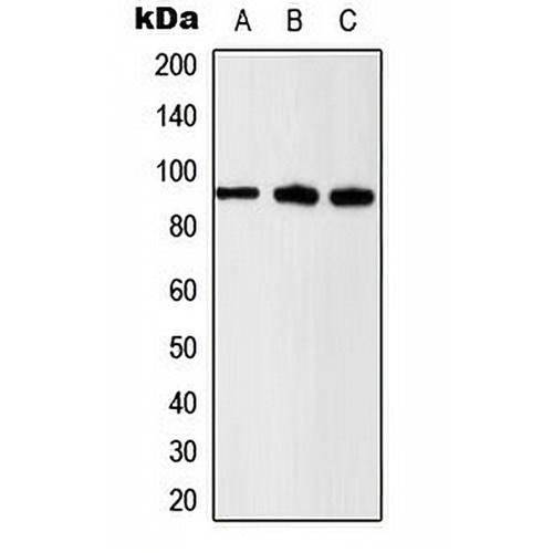 Beta-catenin (Phospho-S37) Rabbit Polyclonal Antibody