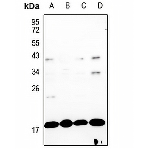 GADD153 Rabbit Polyclonal Antibody