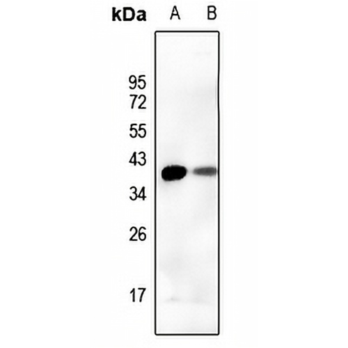 DUSP1 Rabbit Polyclonal Antibody