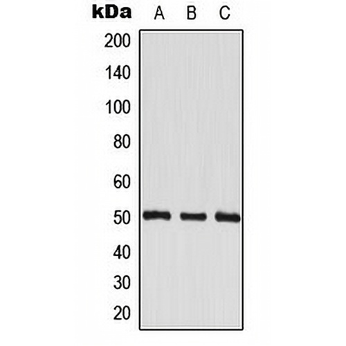 EEF1G Rabbit Polyclonal Antibody