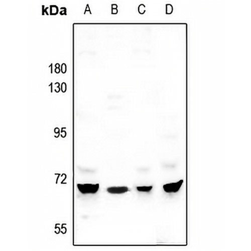 MEGF9 Rabbit Polyclonal Antibody