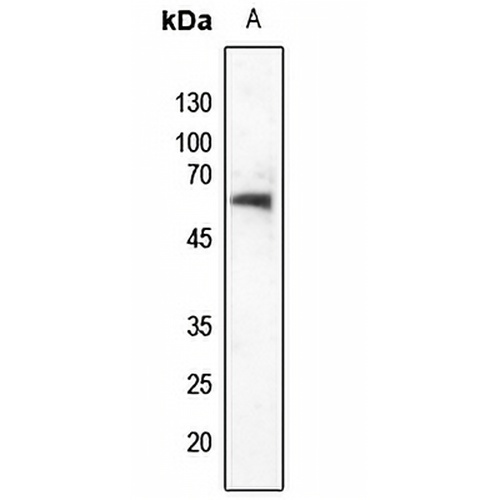 NET (Phospho-S357) Rabbit Polyclonal Antibody