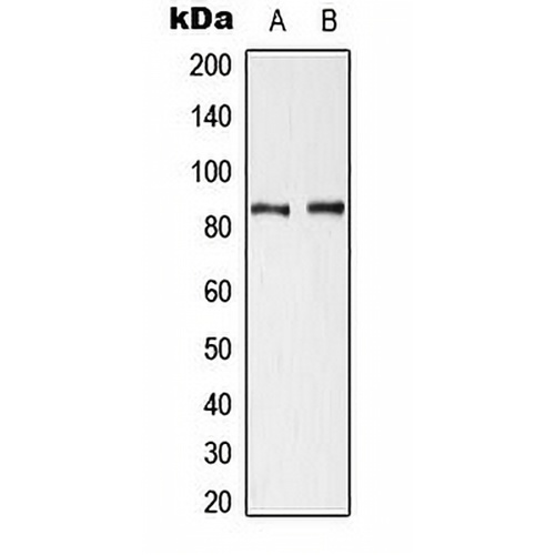Cortactin (Phospho-Y421) Rabbit Polyclonal Antibody