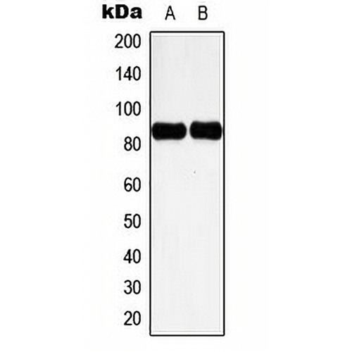 Cortactin (Phospho-Y466) Rabbit Polyclonal Antibody