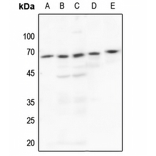 c-SRC Rabbit Polyclonal Antibody