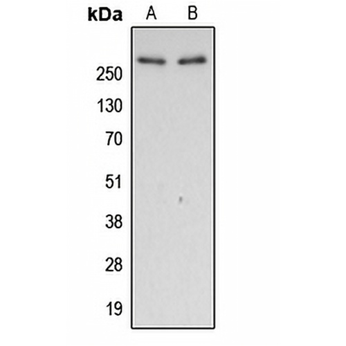 Filamin A (Phospho-S2152) Rabbit Polyclonal Antibody