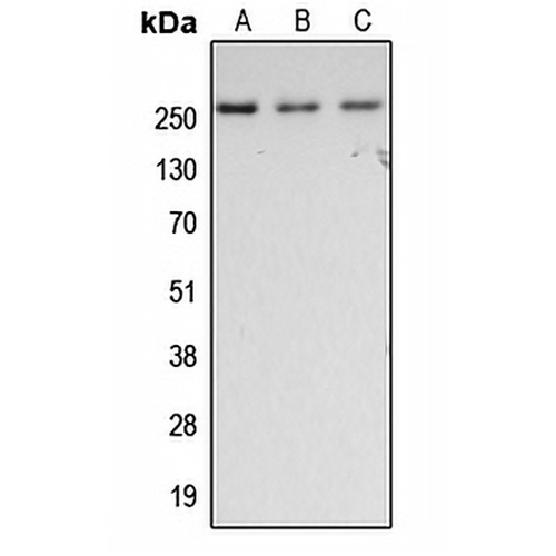 Fibronectin Rabbit Polyclonal Antibody