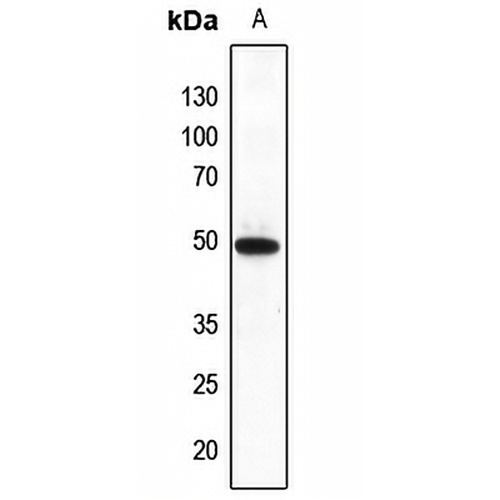FNTB Rabbit Polyclonal Antibody