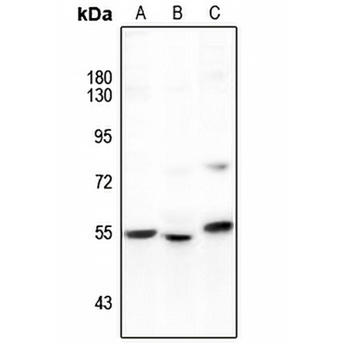GAS8 Rabbit Polyclonal Antibody