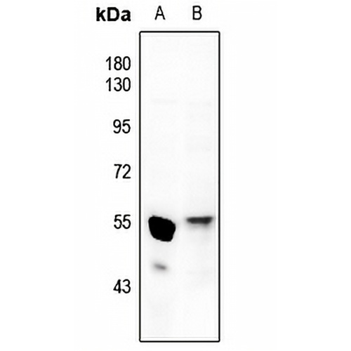 GATA4 Rabbit Polyclonal Antibody