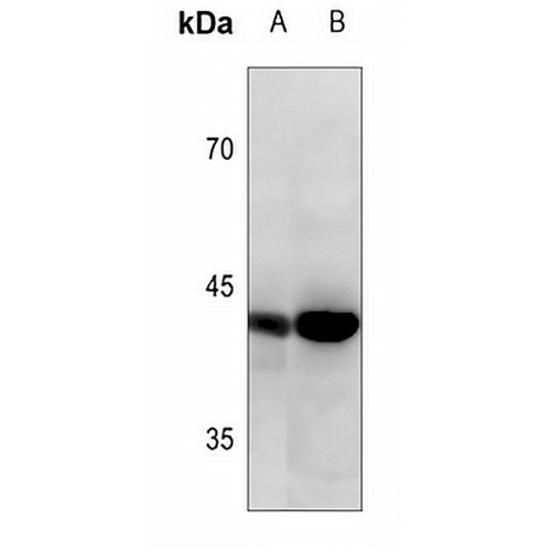 Connexin 43 Rabbit Polyclonal Antibody