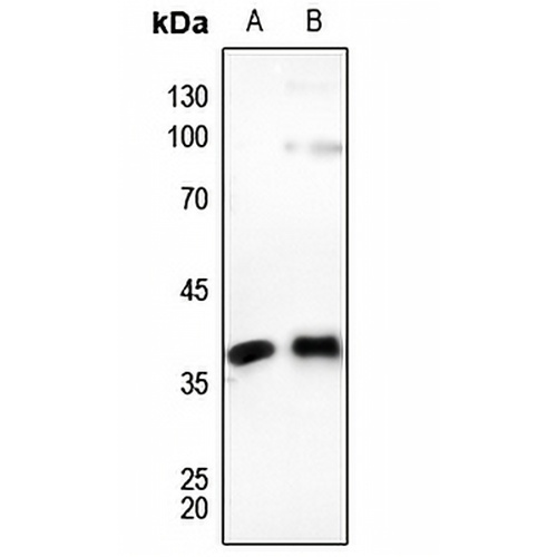 Connexin 37 Rabbit Polyclonal Antibody