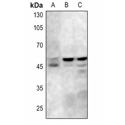 GSK3 alpha/beta (Phospho-Y279/216) Rabbit Polyclonal Antibody