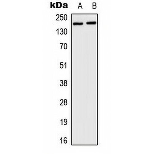 HCFC1 Rabbit Polyclonal Antibody