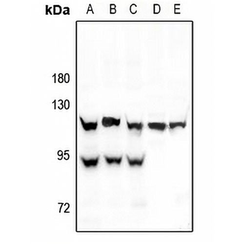 HIF1 alpha Rabbit Polyclonal Antibody