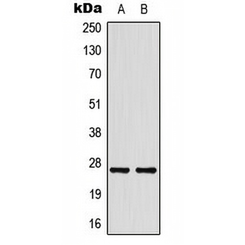 HSP27 Rabbit Polyclonal Antibody