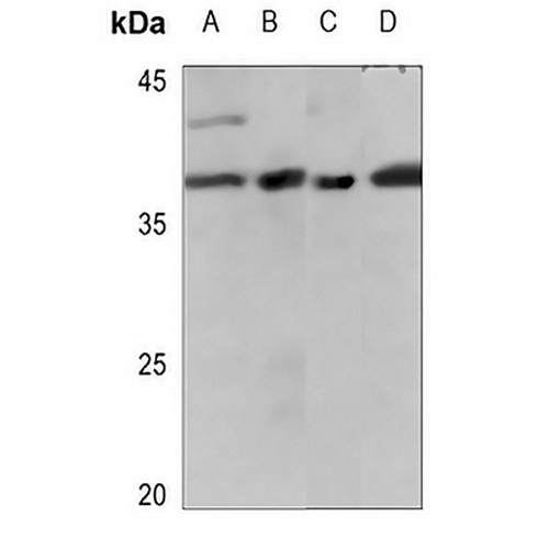 IL-10 Rabbit Polyclonal Antibody