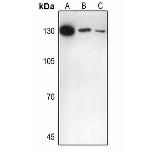 IL-16 Rabbit Polyclonal Antibody