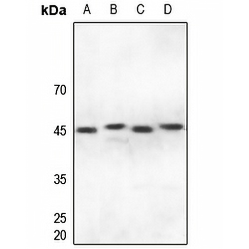 IRF4 Rabbit Polyclonal Antibody