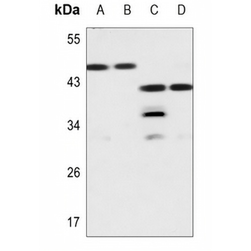 Galectin 8 Rabbit Polyclonal Antibody