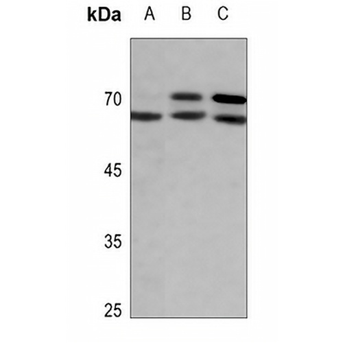Lamin A/C (Phospho-S392) Rabbit Polyclonal Antibody