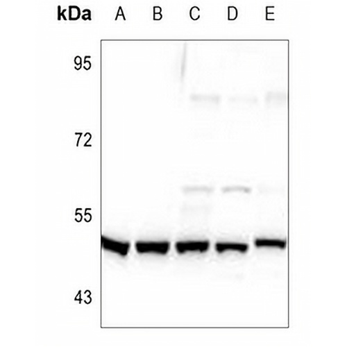 TAU (Phospho-S713) Rabbit Polyclonal Antibody
