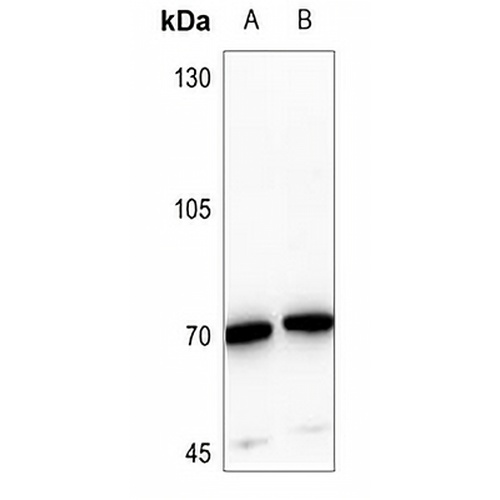 TAU (Phospho-T529) Rabbit Polyclonal Antibody