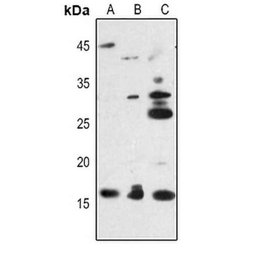 Midkine Rabbit Polyclonal Antibody