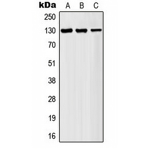 AF4 Rabbit Polyclonal Antibody