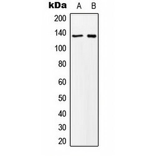 MN1 Rabbit Polyclonal Antibody