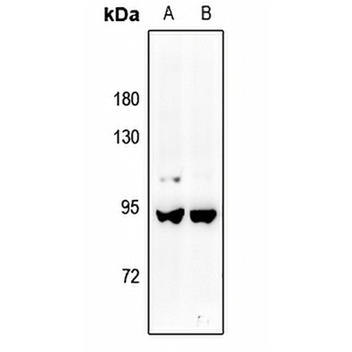 A-MYB Rabbit Polyclonal Antibody