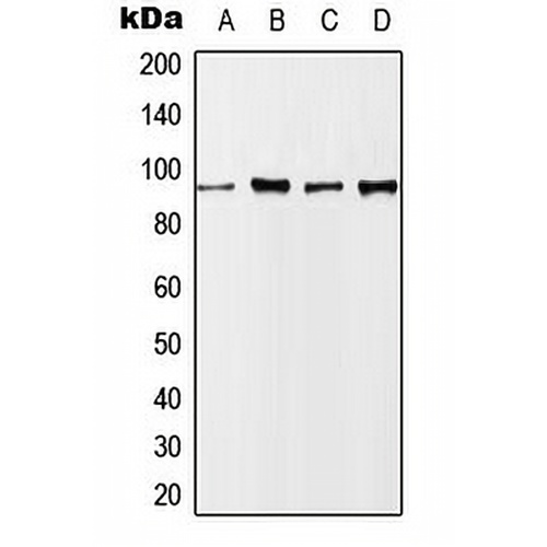 Nibrin (Phospho-S343) Rabbit Polyclonal Antibody